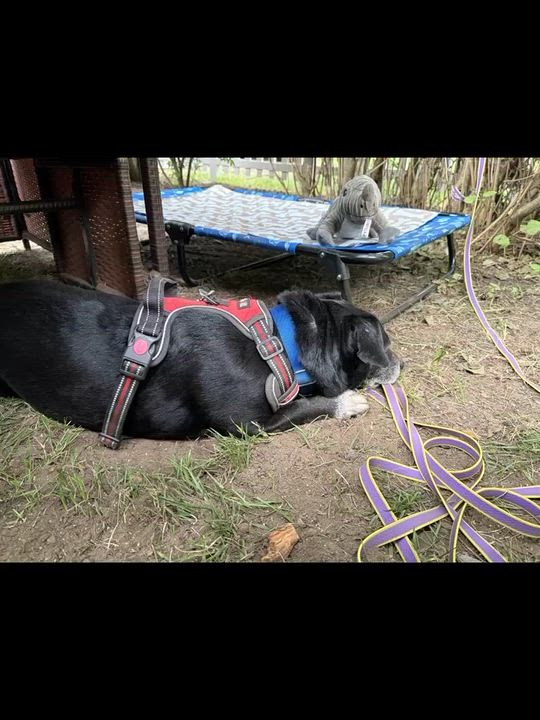 Enlarge Blackie, a ADOPTABLE mixed breed in Williston, VT video 2/6
