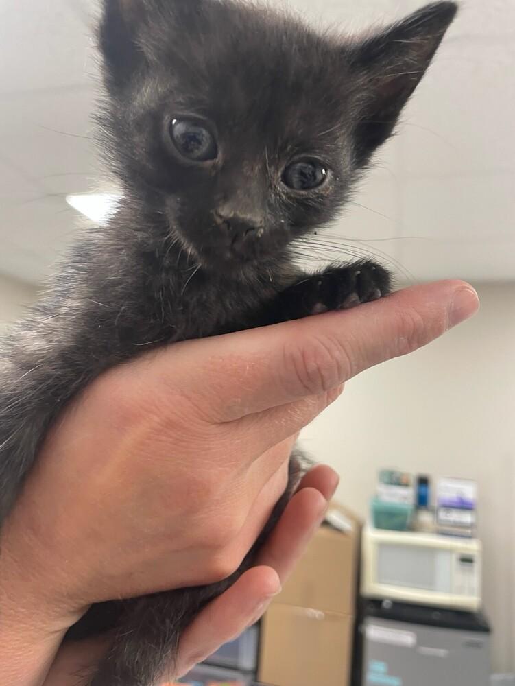 Pippi, Adoptable, Kitten Female Domestic Short Hair.