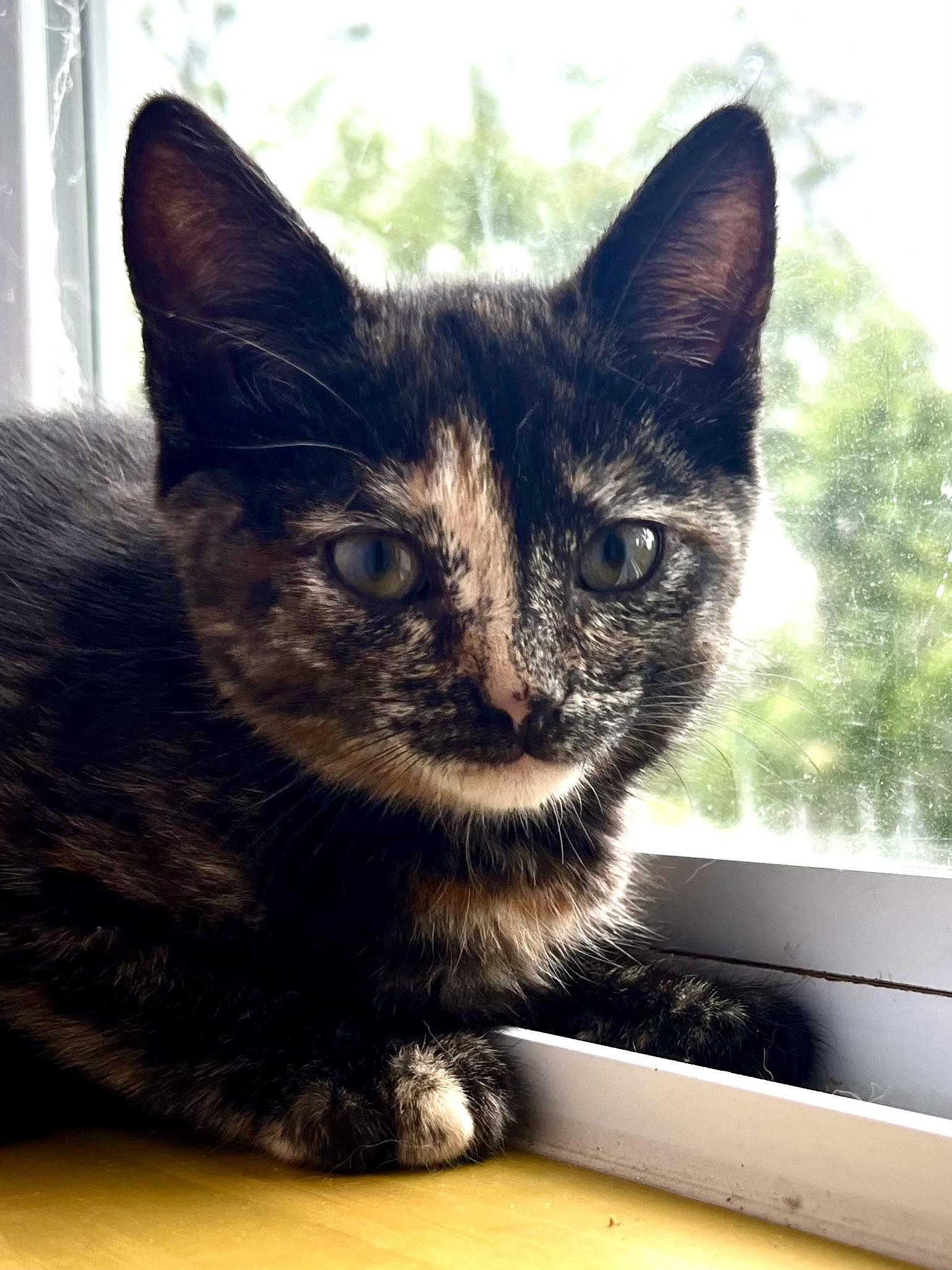 Margarita, Baby Female Tortoiseshell