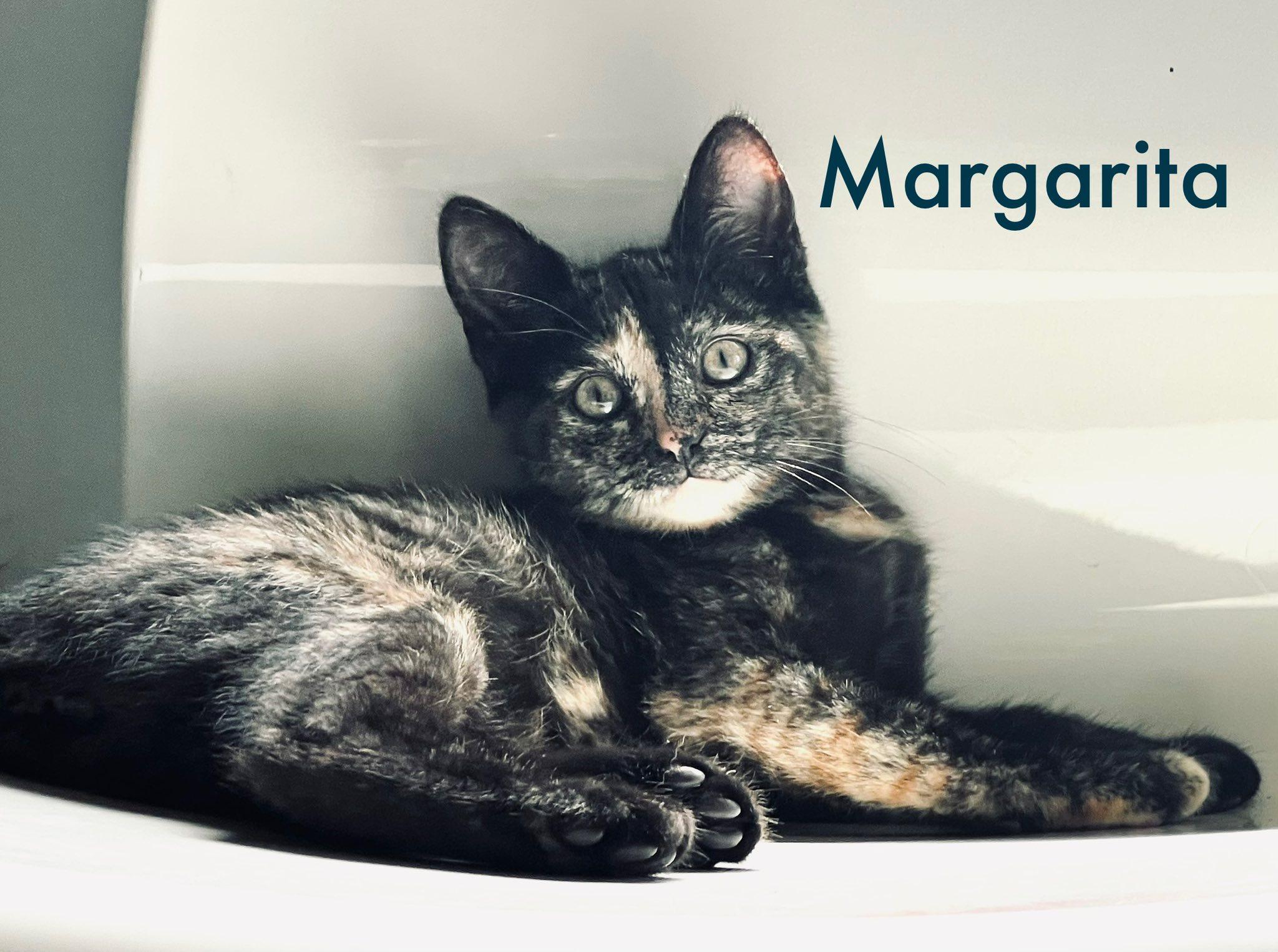 Margarita photo 2