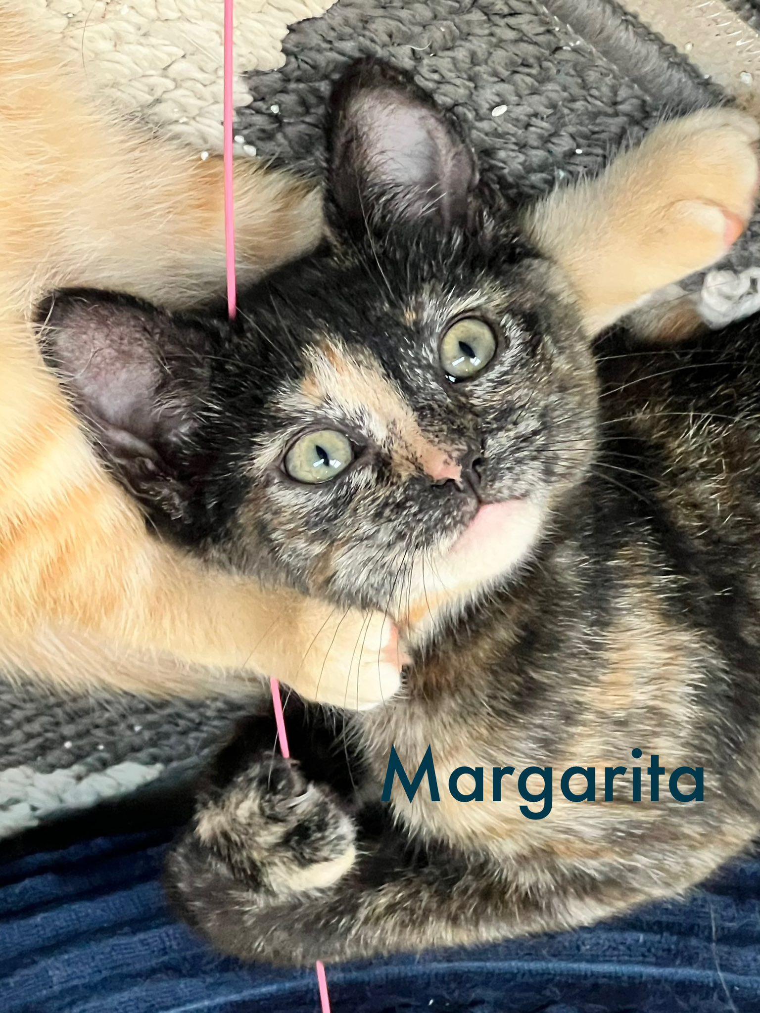 Margarita photo 3