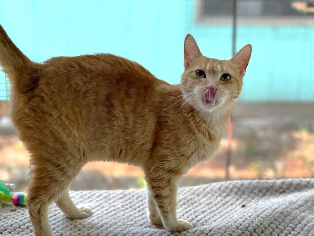 Gelato, Adoptable, Senior Female American Shorthair.