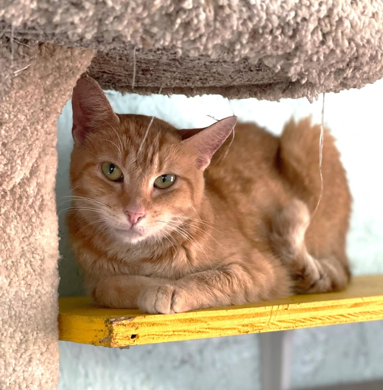 Enlarge Gelato, a Adoptable mixed breed in Lakeland, FL image 2/6