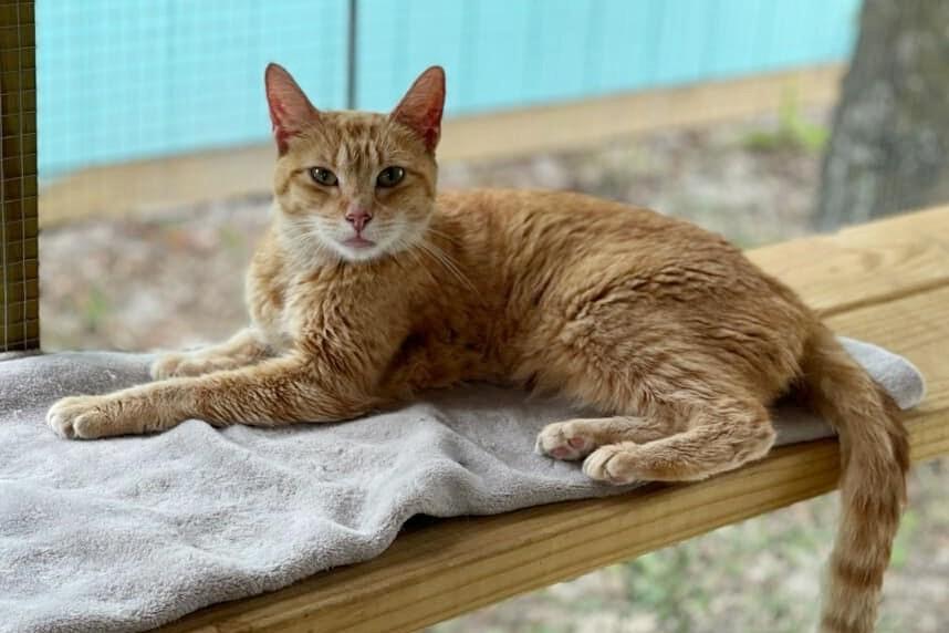 Enlarge Gelato, a Adoptable mixed breed in Lakeland, FL image 4/6