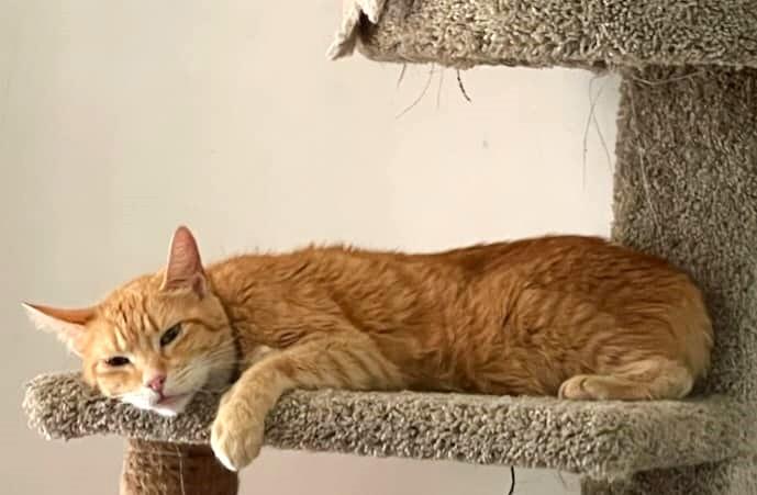 Enlarge Gelato, a Adoptable mixed breed in Lakeland, FL image 5/6