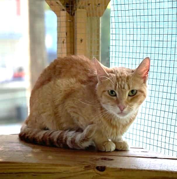 Enlarge Gelato, a Adoptable mixed breed in Lakeland, FL image 6/6