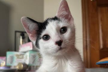 Oakley, ADOPTABLE, Kitten Male Domestic Short Hair.