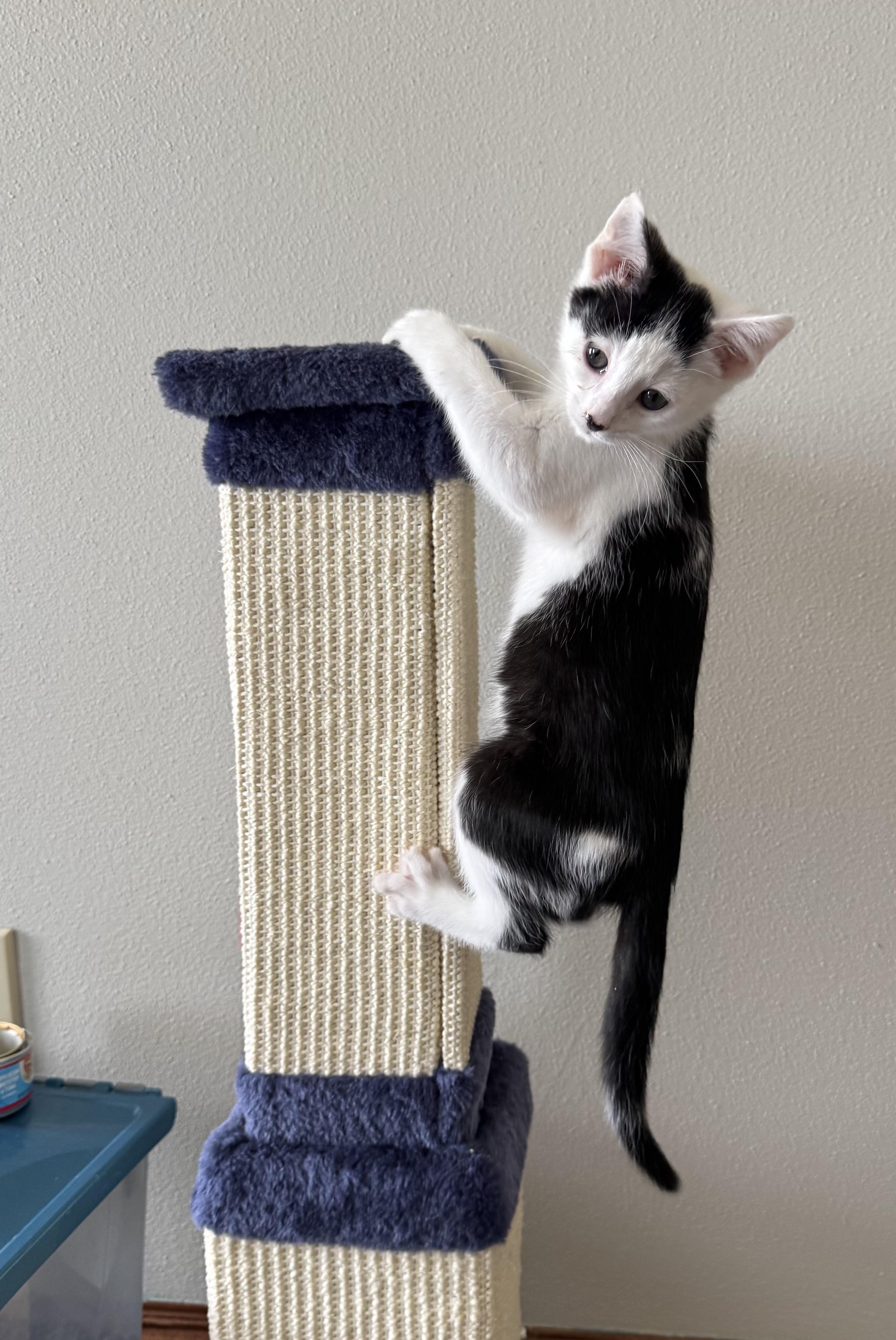 Oakley, a ADOPTABLE Domestic Short Hair in Milwaukee, WI image 2/6