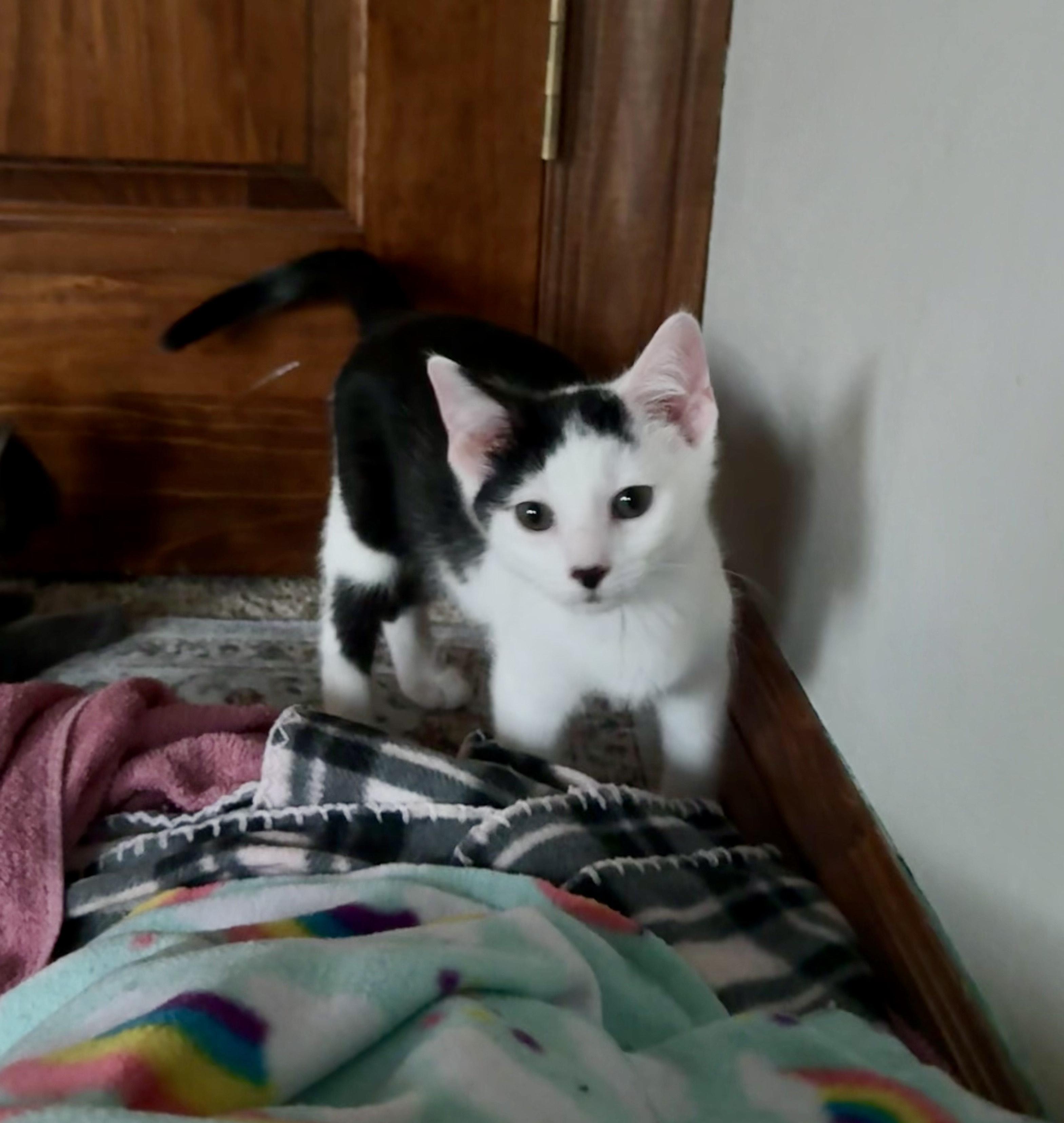 Oakley, a ADOPTABLE Domestic Short Hair in Milwaukee, WI image 4/6