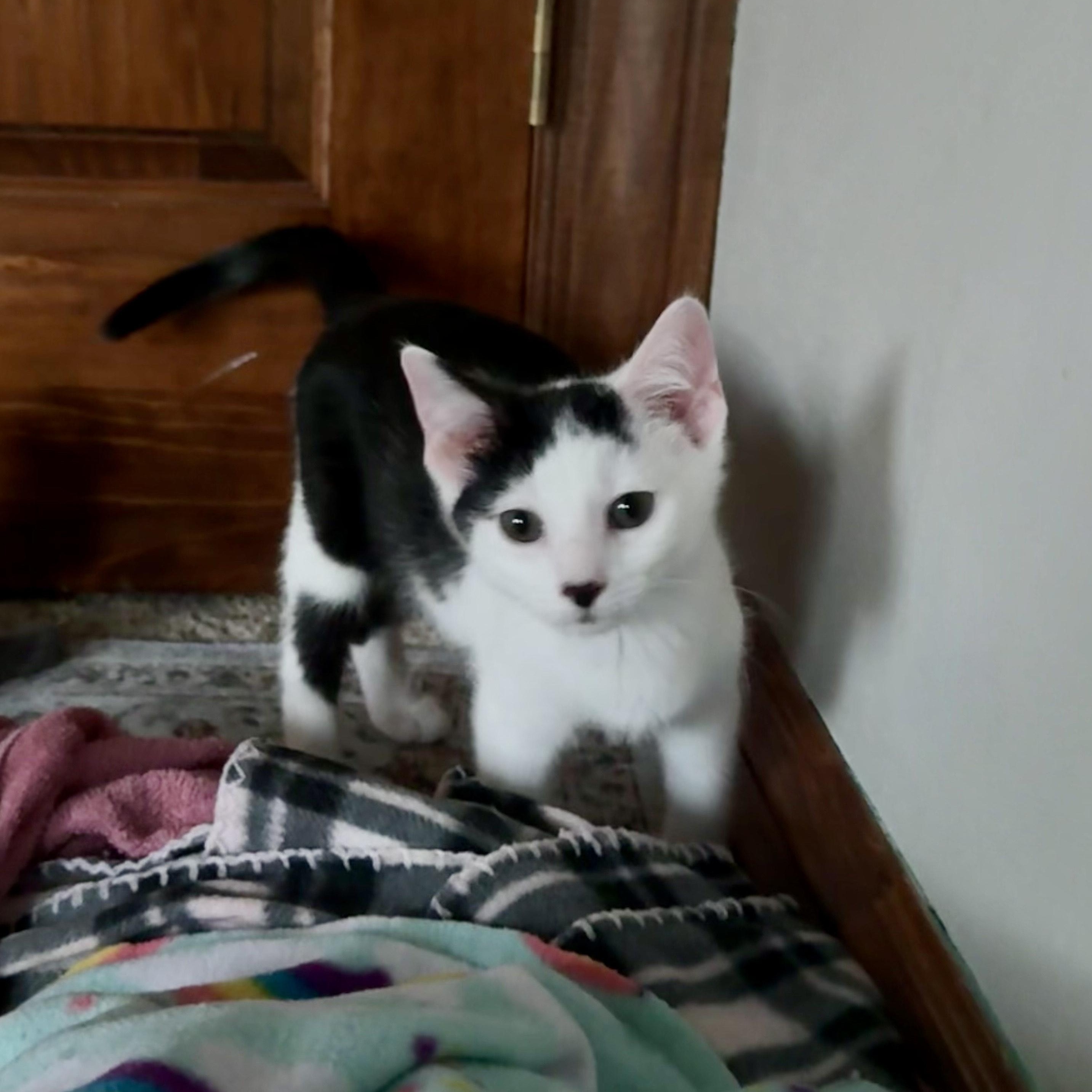Oakley, a ADOPTABLE Domestic Short Hair in Milwaukee, WI image 3/6