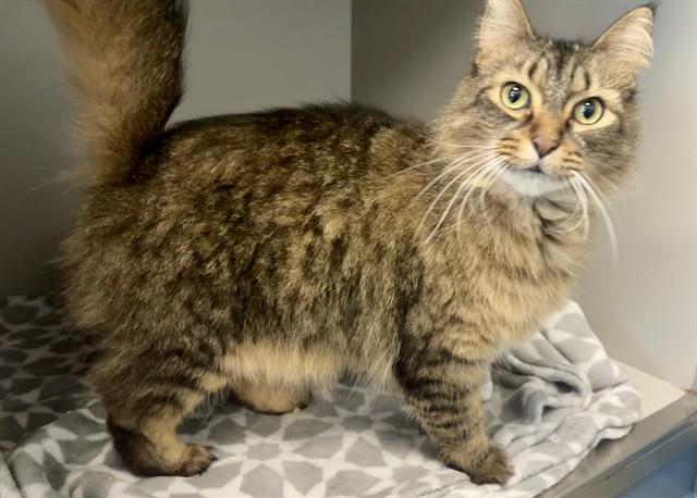 Enlarge POOF, a Adoptable Domestic Long Hair in Kalamazoo, MI image 1/1