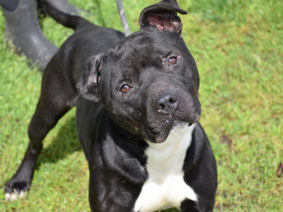 Enlarge Maverick, a Adoptable mixed breed in Anniston, AL image 2/8