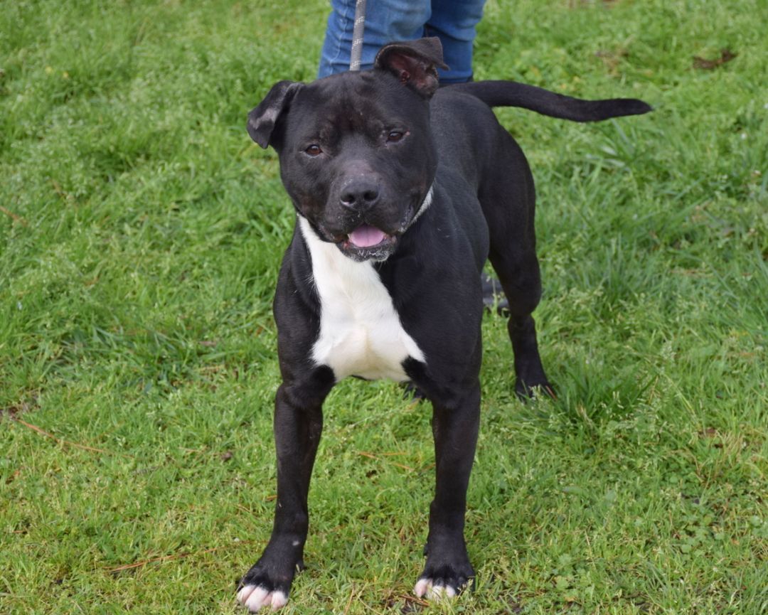 Enlarge Maverick, a Adoptable mixed breed in Anniston, AL image 3/8