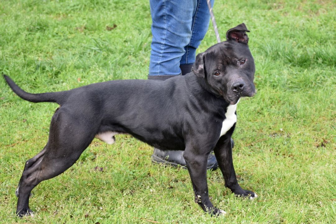 Enlarge Maverick, a Adoptable mixed breed in Anniston, AL image 4/8