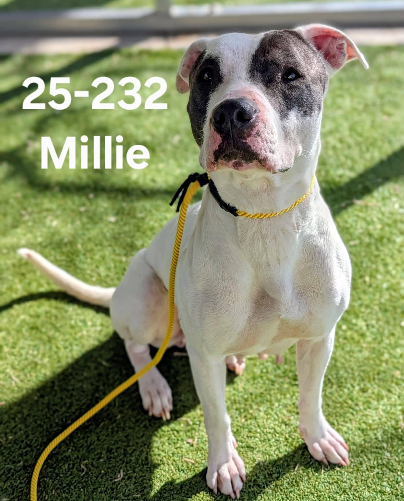 25-232, ADOPTABLE, Adult Female Pit Bull Terrier.