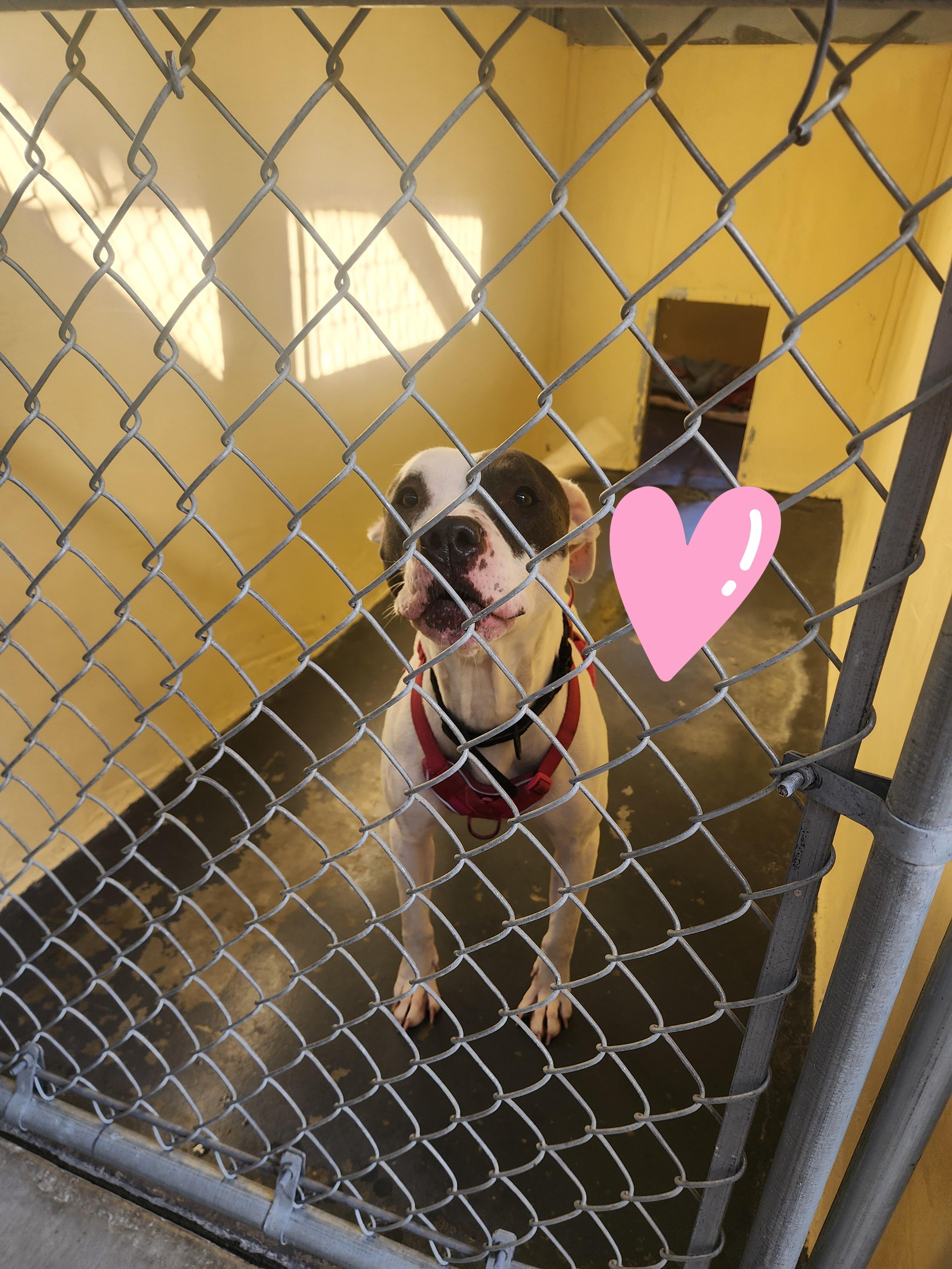 Enlarge 25-232, a ADOPTABLE mixed breed in Ridgecrest, CA image 1/1