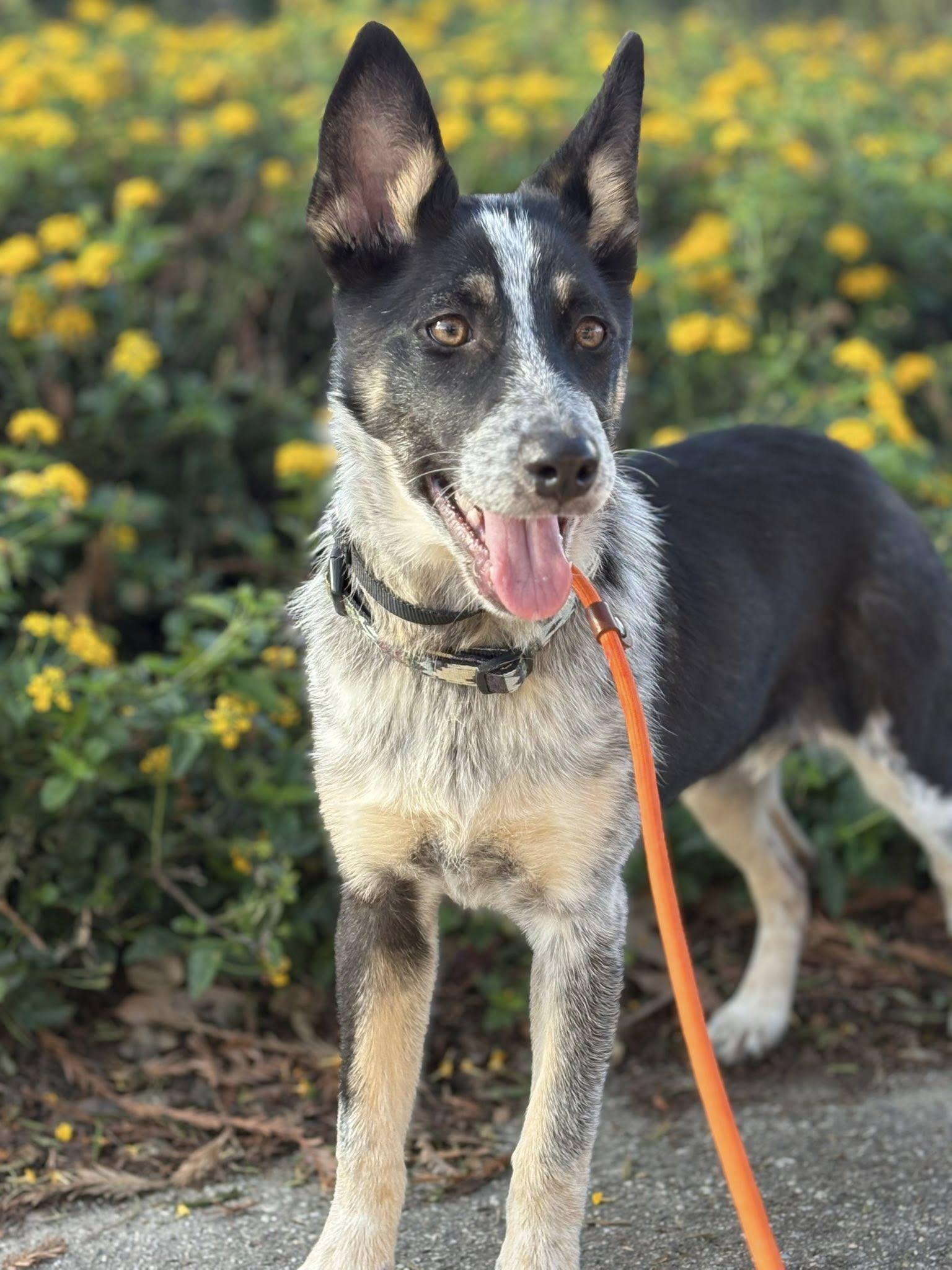 Dottie, Adoptable, Young Female Australian Cattle Dog / Blue Heeler & Husky.