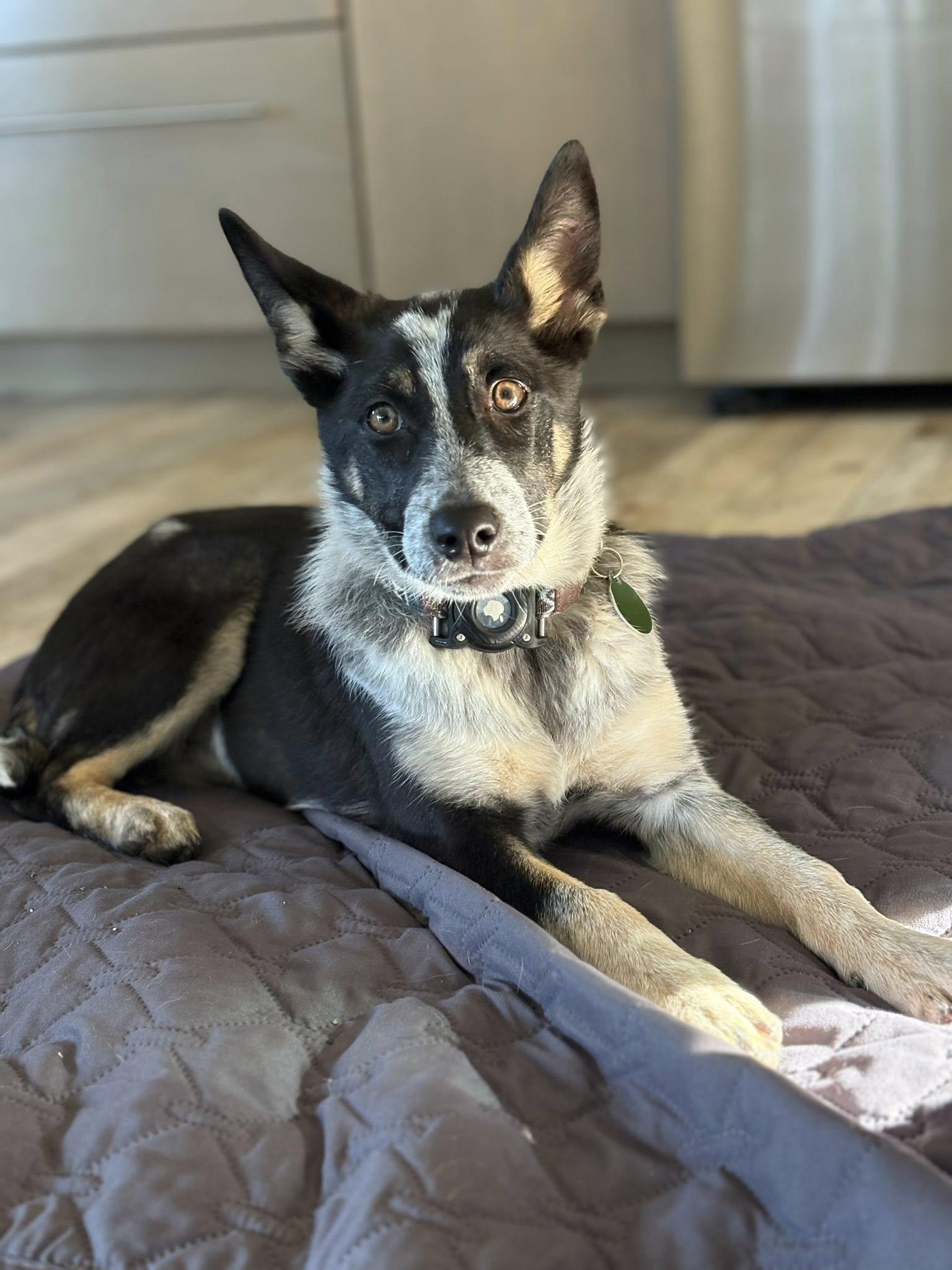 Enlarge Dottie, a Adoptable mixed breed in Paso Robles, CA image 2/3