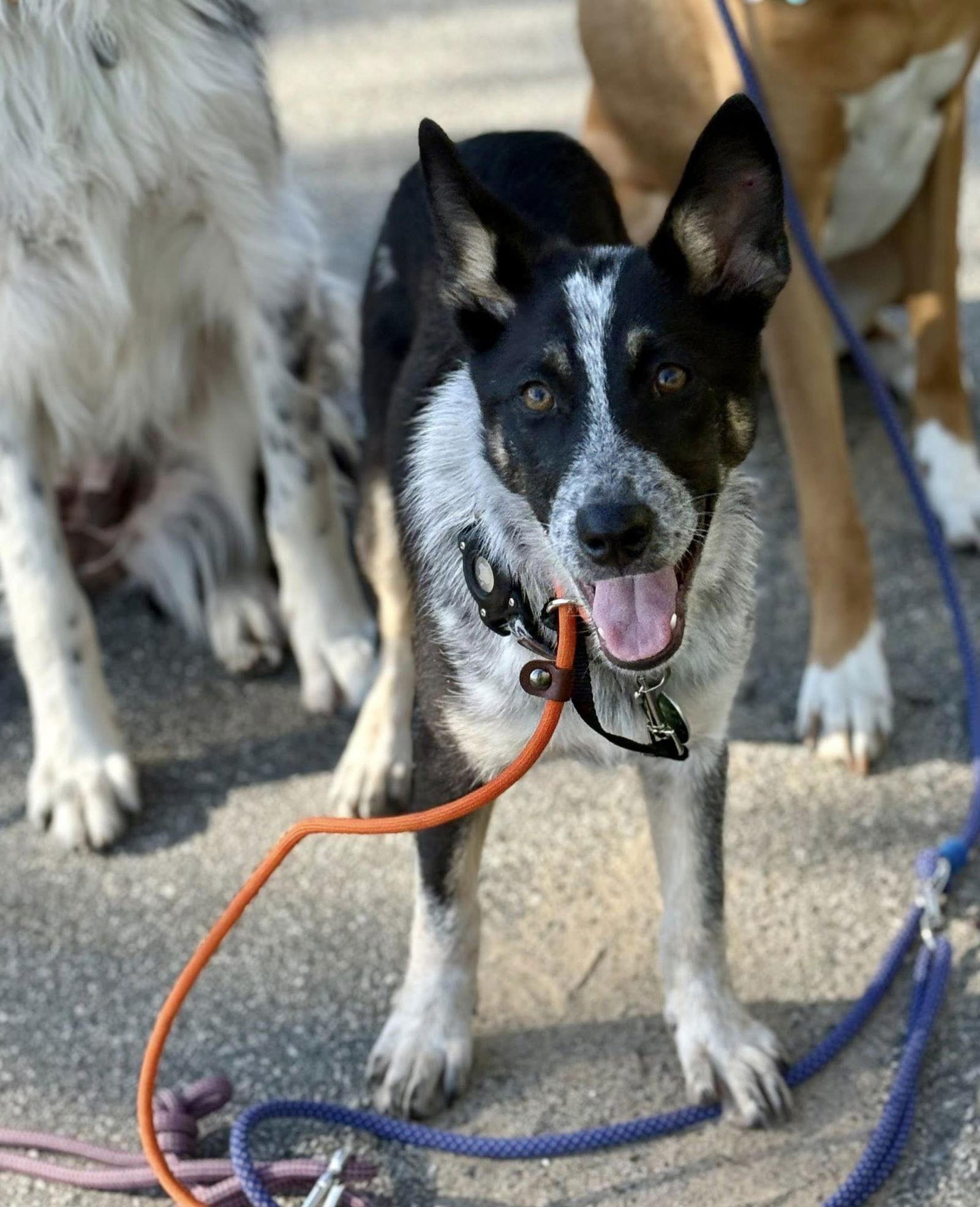 Enlarge Dottie, a Adoptable mixed breed in Paso Robles, CA image 3/3