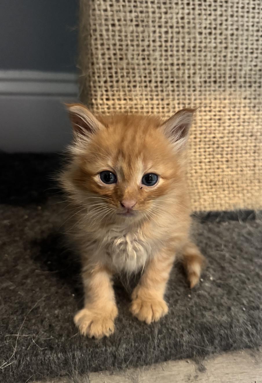 Julien, a ADOPTABLE Domestic Long Hair in Crossville, TN image 1/3