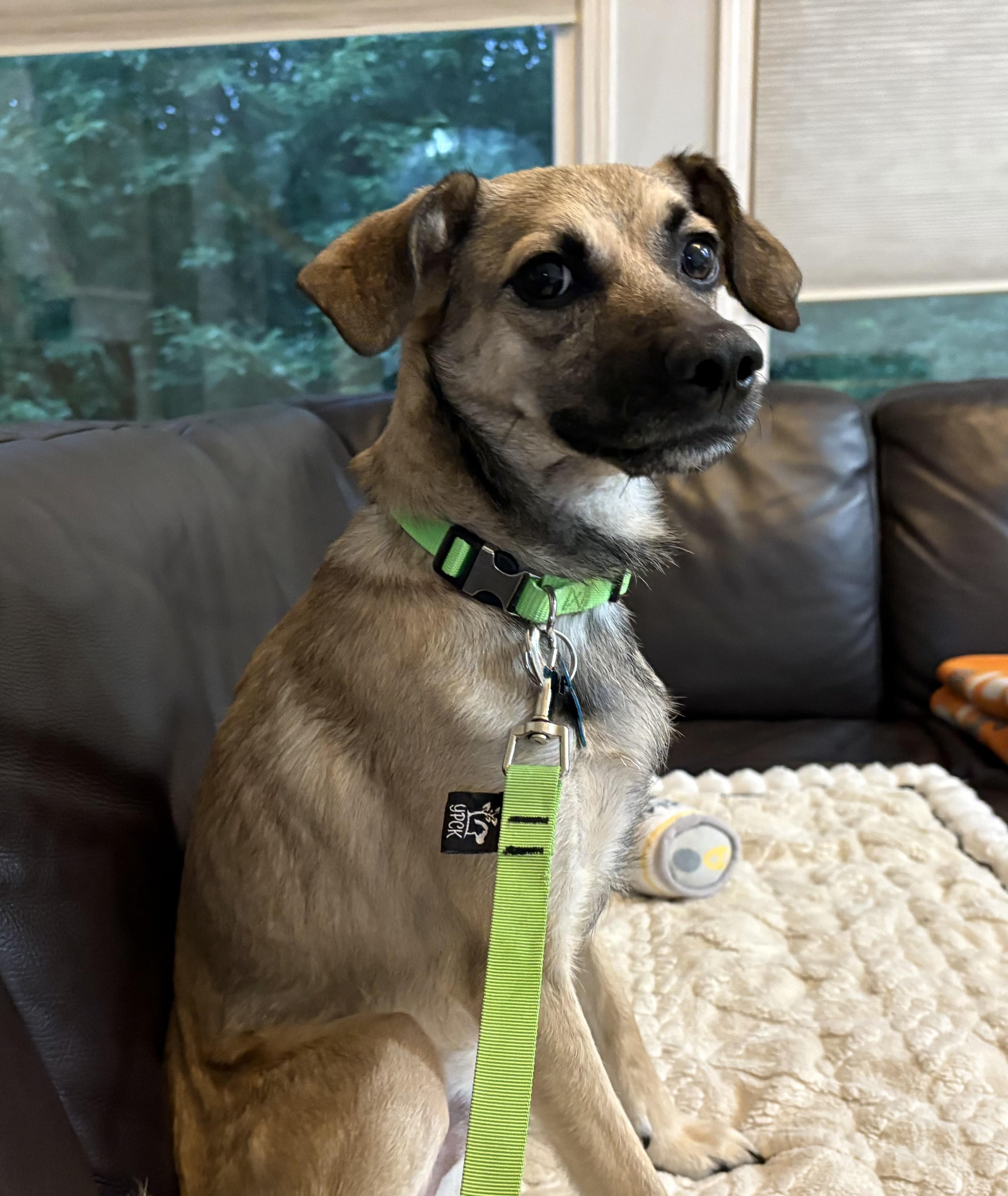 Georgie, a ADOPTABLE mixed breed in Leesburg, VA image 4/4