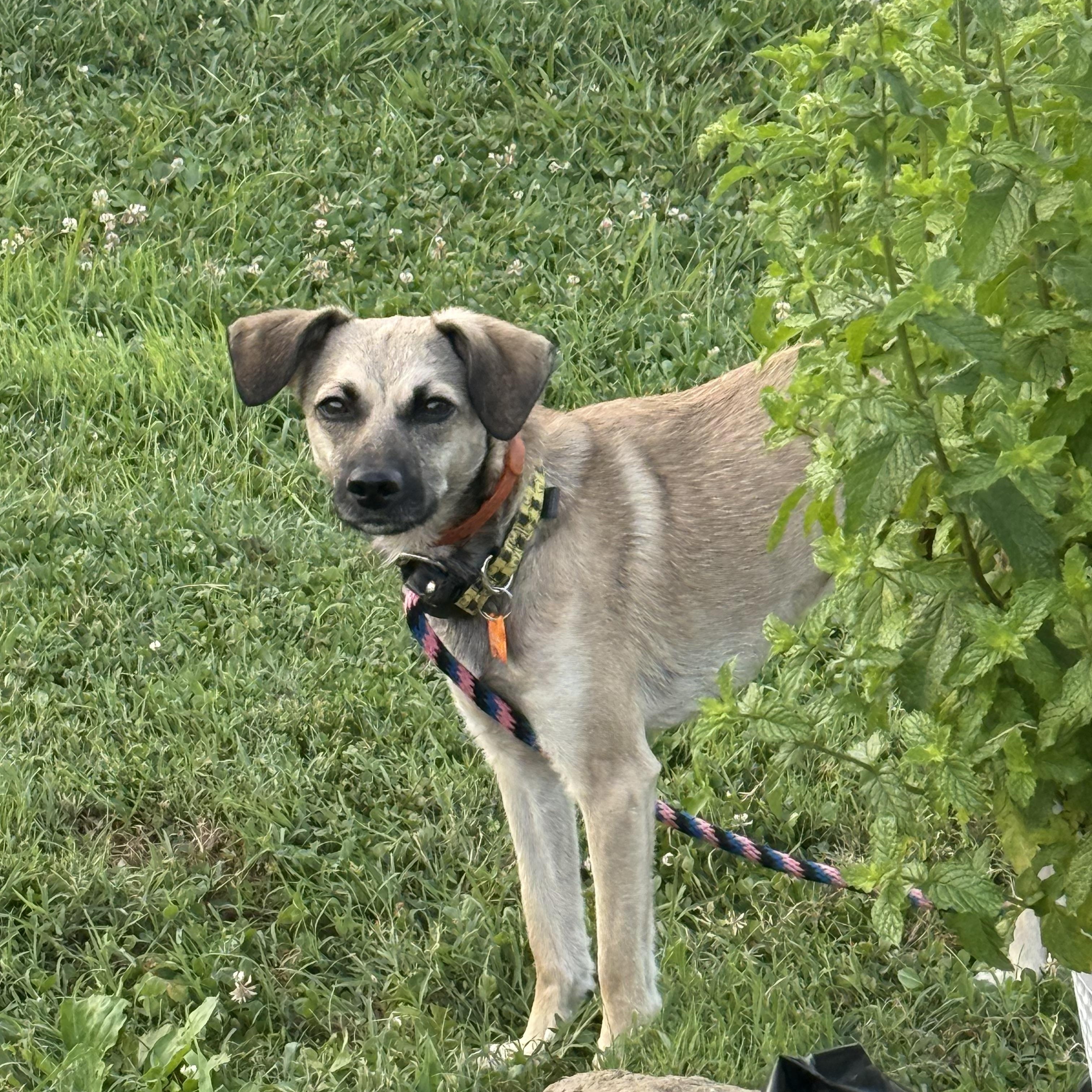 Georgie, ADOPTABLE, Young Male Pug & Whippet.