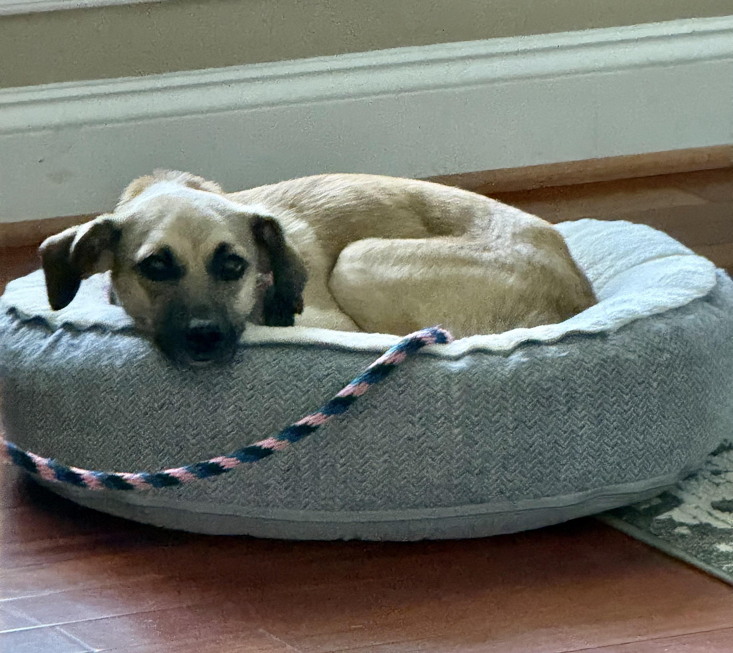 Georgie, a ADOPTABLE mixed breed in Leesburg, VA image 3/4