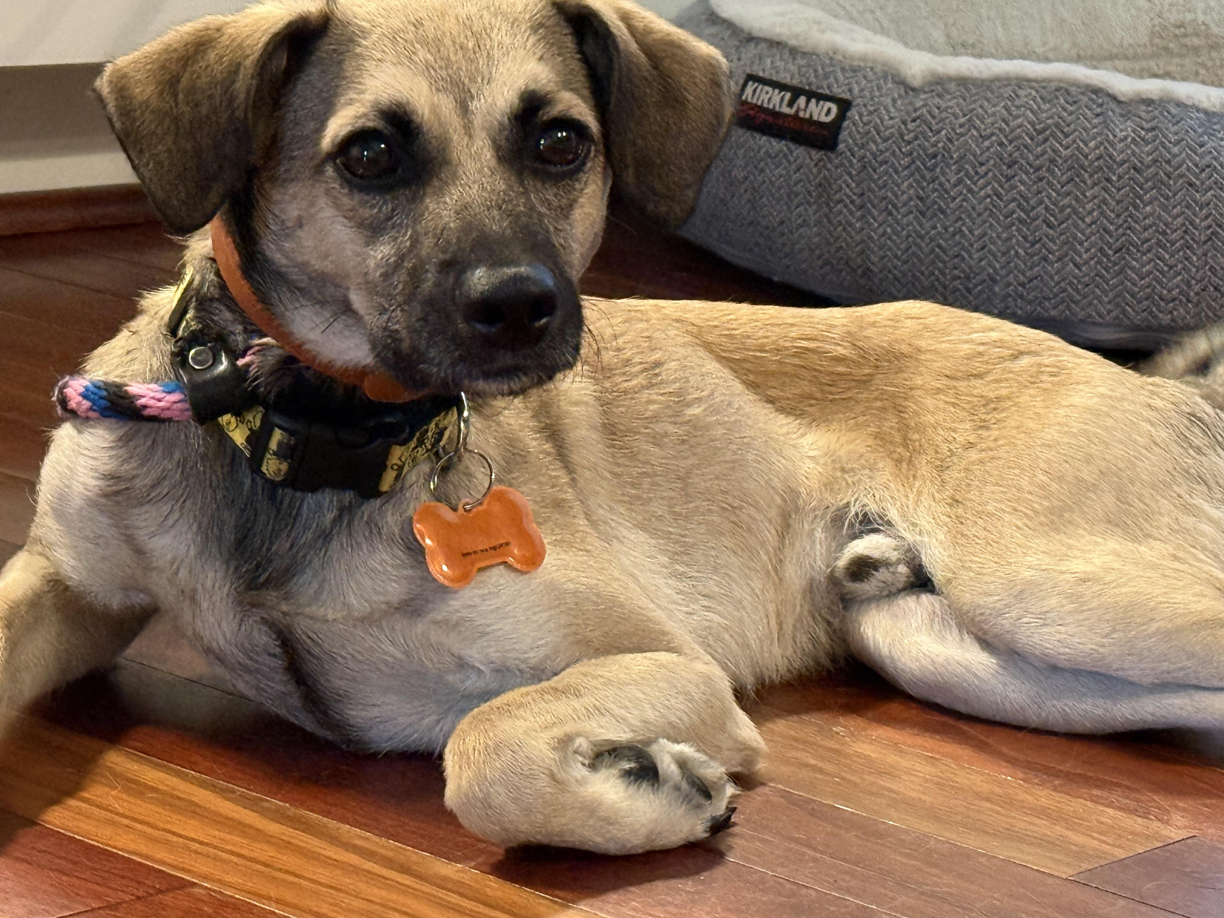 Georgie, a ADOPTABLE mixed breed in Leesburg, VA image 2/4