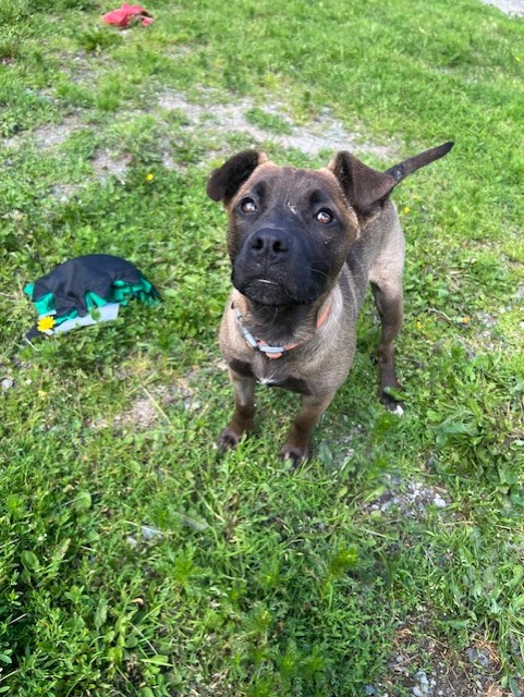36980- Tee- 4 Months Old, a Adopted American Staffordshire Terrier in Langley, BC image 1/4