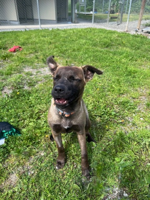 36980- Tee- 4 Months Old, a Adopted American Staffordshire Terrier in Langley, BC image 3/4