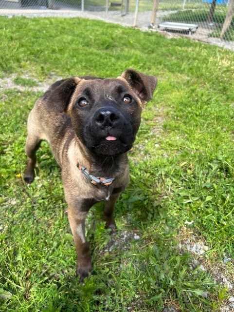 36980- Tee- 4 Months Old, a Adopted American Staffordshire Terrier in Langley, BC image 4/4