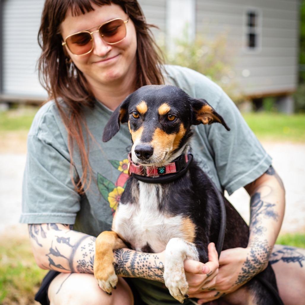 Baby Bird, Adoptable, Adult Female Miniature Pinscher & Collie.