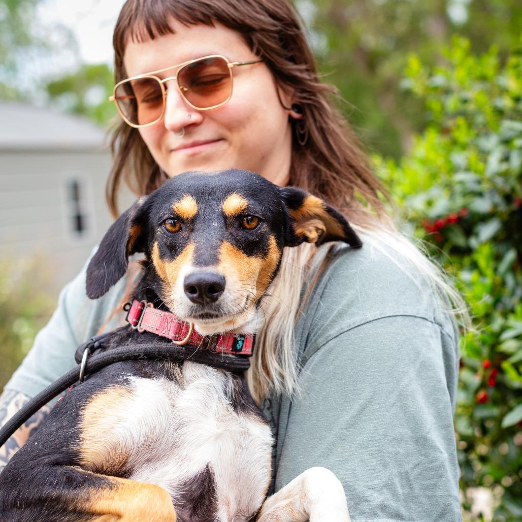 Enlarge Baby Bird, a Adoptable mixed breed in Hattiesburg, MS image 2/6