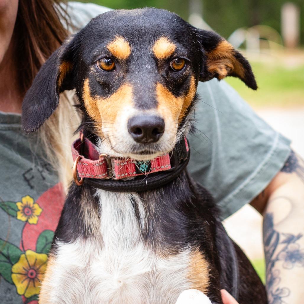 Enlarge Baby Bird, a Adoptable mixed breed in Hattiesburg, MS image 3/6