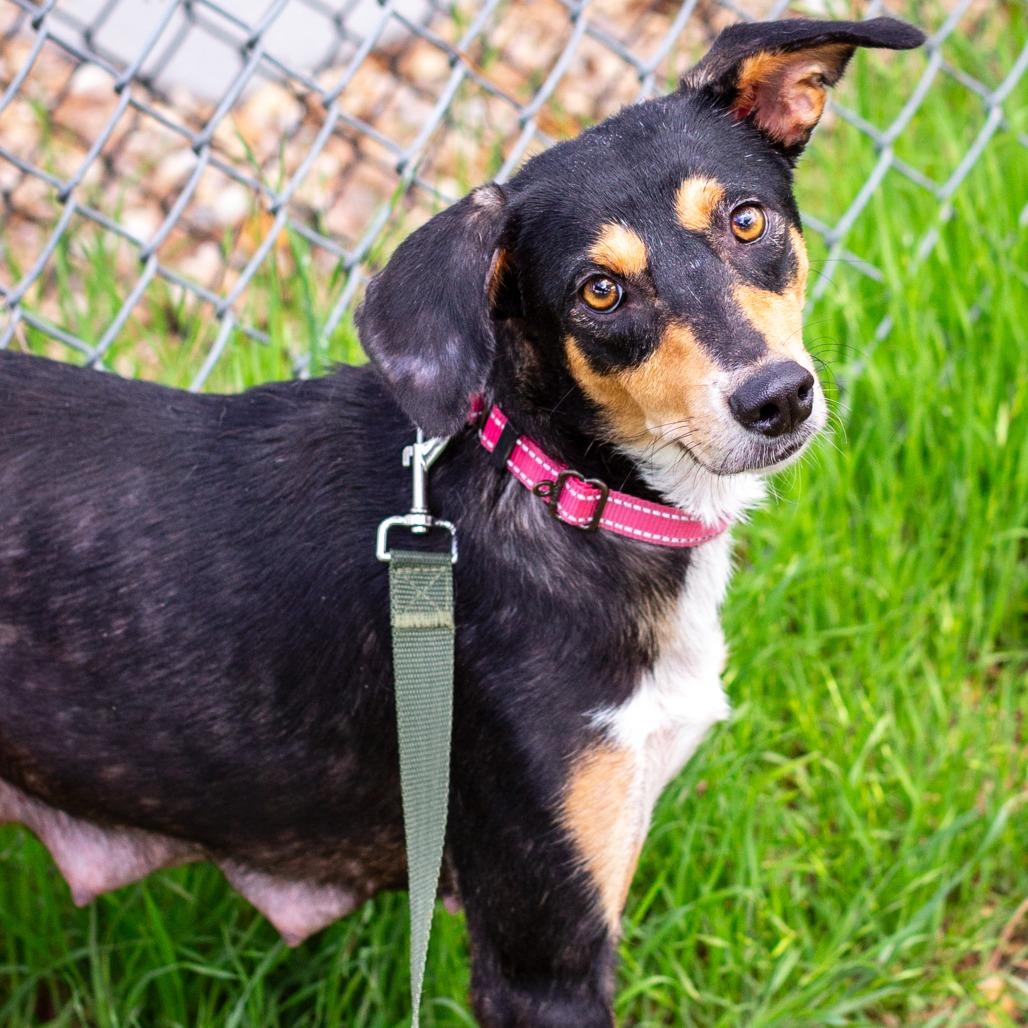 Enlarge Baby Bird, a Adoptable mixed breed in Hattiesburg, MS image 4/6