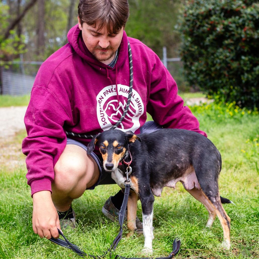 Enlarge Baby Bird, a Adoptable mixed breed in Hattiesburg, MS image 5/6