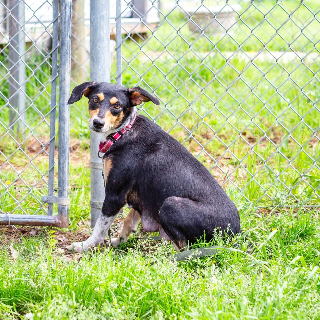 Enlarge Baby Bird, a Adoptable mixed breed in Hattiesburg, MS image 6/6
