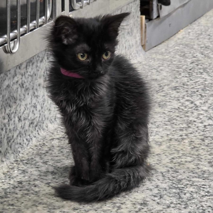 Enlarge S&S: Sable, a Adoptable Domestic Medium Hair in Falls Church, VA image 1/6