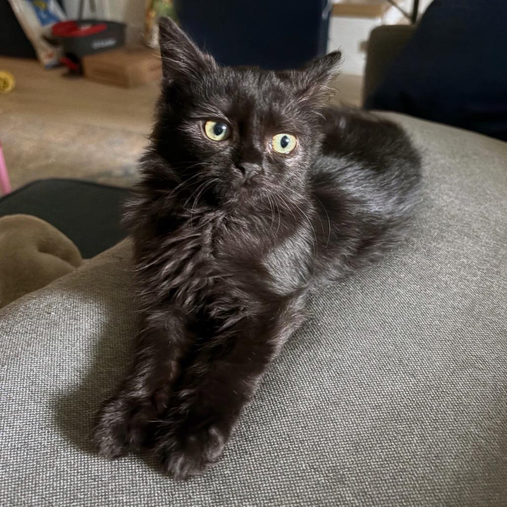 Enlarge S&S: Sable, a Adoptable Domestic Medium Hair in Falls Church, VA image 2/6