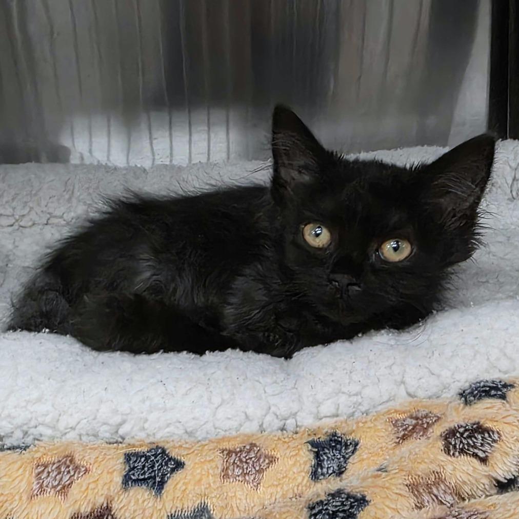 Enlarge S&S: Sable, a Adoptable Domestic Medium Hair in Falls Church, VA image 3/6