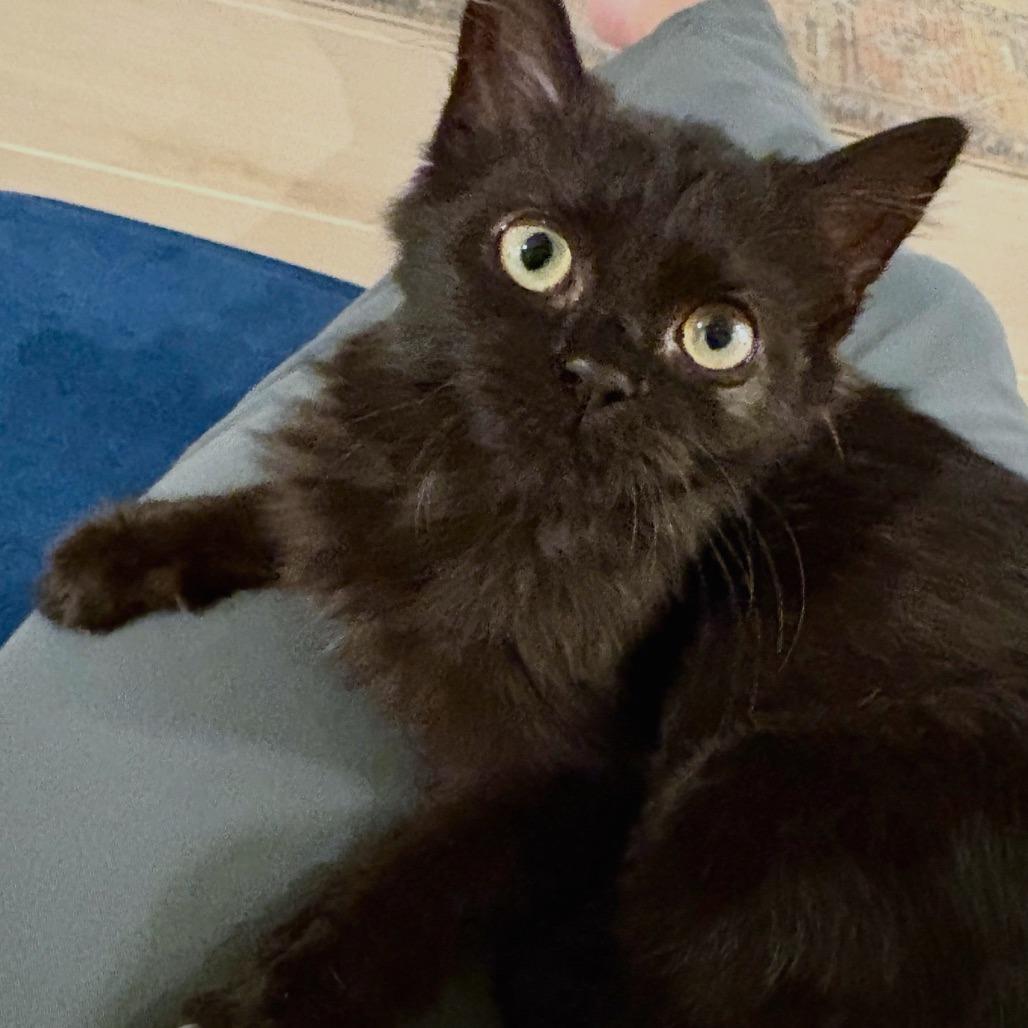 Enlarge S&S: Sable, a Adoptable Domestic Medium Hair in Falls Church, VA image 4/6