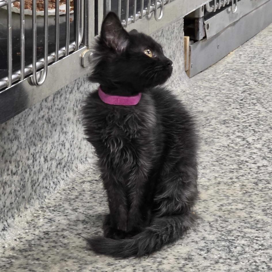 Enlarge S&S: Sable, a Adoptable Domestic Medium Hair in Falls Church, VA image 5/6