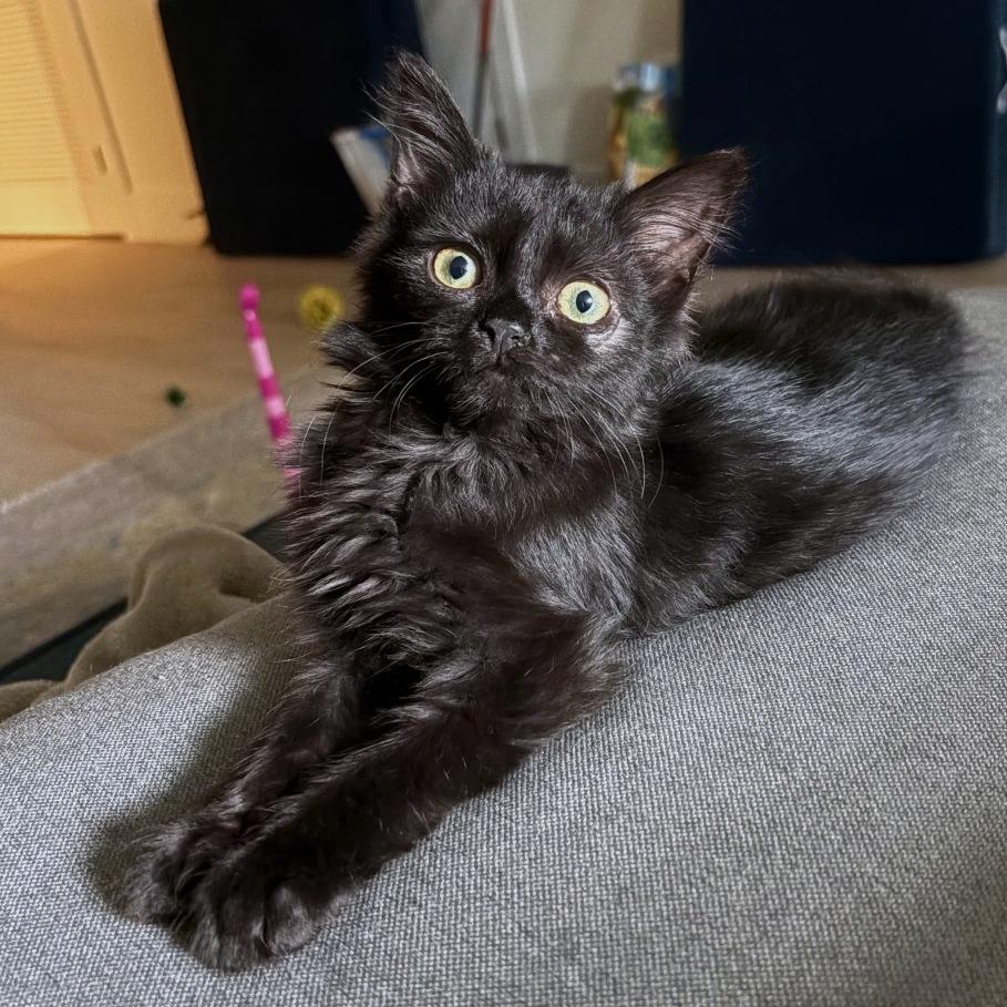 Enlarge S&S: Sable, a Adoptable Domestic Medium Hair in Falls Church, VA image 6/6