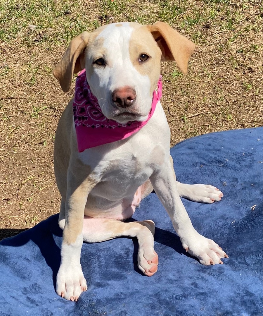 Susie, Adoptable, Young Female Pit Bull Terrier.