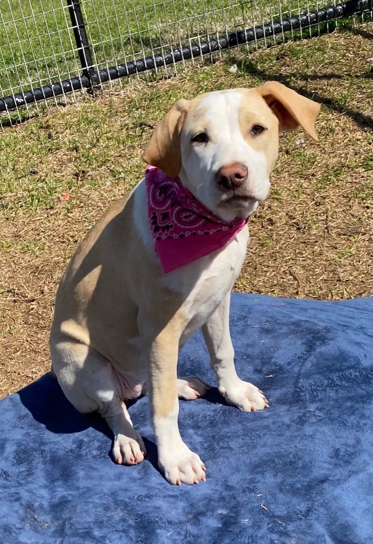 Enlarge Susie, a Adoptable mixed breed in Madisonville, TX image 2/22
