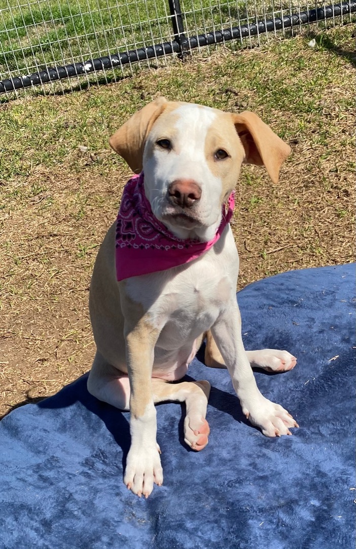 Enlarge Susie, a Adoptable mixed breed in Madisonville, TX image 3/22