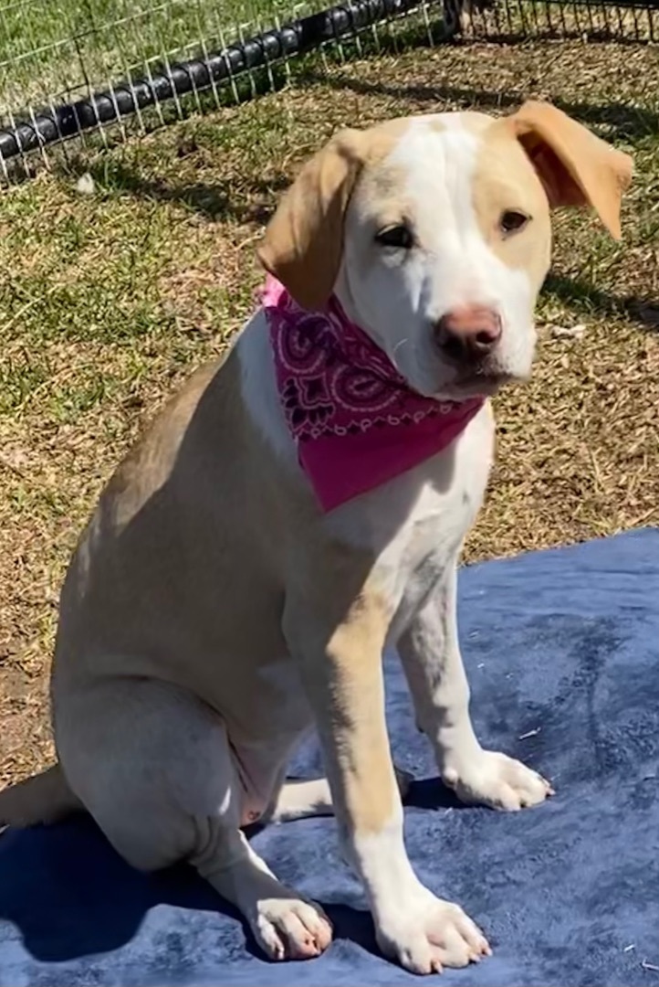 Enlarge Susie, a Adoptable mixed breed in Madisonville, TX image 4/22