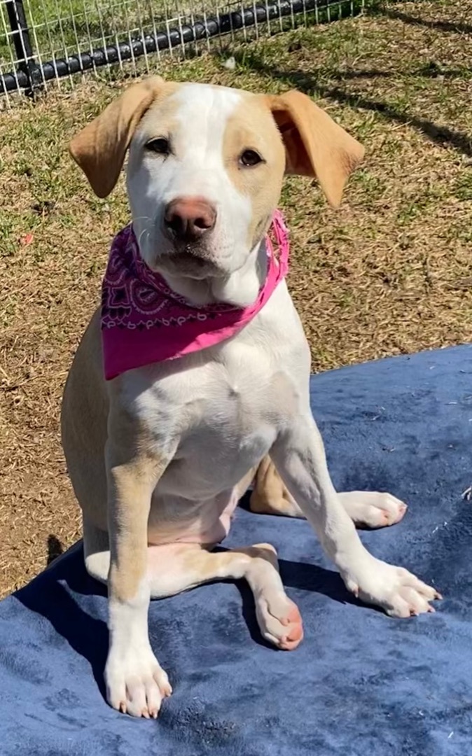 Enlarge Susie, a Adoptable mixed breed in Madisonville, TX image 5/22