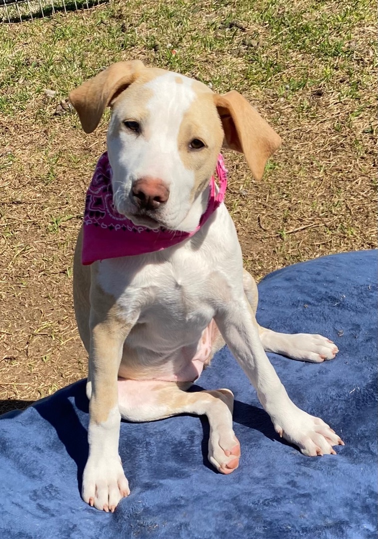 Enlarge Susie, a Adoptable mixed breed in Madisonville, TX image 6/22
