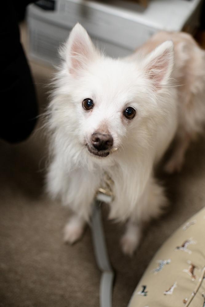 Enlarge Isabelle, a Adoptable American Eskimo Dog in Frankfort, NY image 1/3